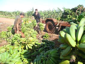 Farmers from Ciego de Avila Cuba Losses before Mammoth Production
